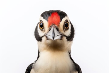 Fototapeta premium Great Spotted Woodpecker animal bird beak.