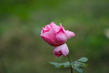 Rose rosier de chine