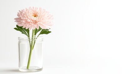 Single Pink Chrysanthemum Blossom in Glass Vase Minimalist Floral Display with Soft Light