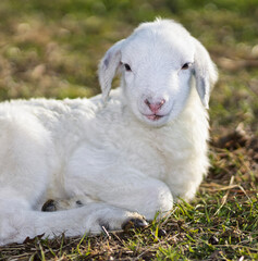 Naklejka premium Young white sheep lamb smiling at the camera