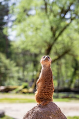 This meerkat surveys its surroundings in a zoo, using its keen senses to detect any potential...
