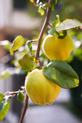 Ripe juicy quince grows on tree branches in a grove