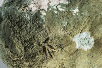 Green mold on lemon with severe symptoms. Close-up.