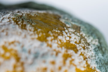 Mold pores on lemon with very pronounced symptoms. Close-up. Selective focus. Penicillium infection...