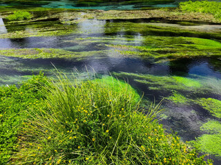 View at Blue Spring river (Te Waihou Walkway) in New Zealand