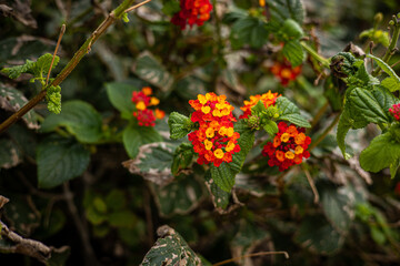 Lantana Camara. Street flowers of the island of Malta.