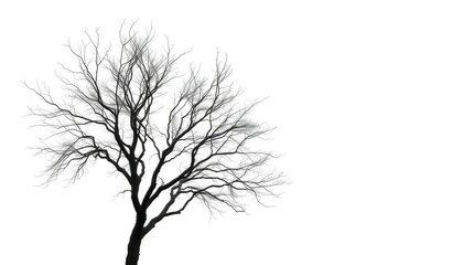 Obraz premium Lone deciduous tree, stark branches against pure white, forest, branches