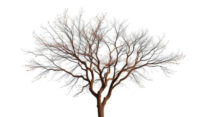 Obraz premium Lone deciduous tree, stark branches against pure white, white background, focus