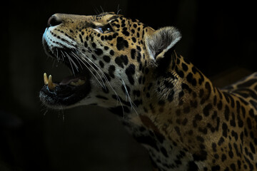 jaguar in zoo, with black background