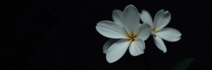 Fototapeta premium Pure white delicate flower with six petals on black backdrop, flower, bloom, blossom