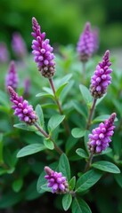 Obraz premium Purple flowers and silvery-green leaves on a compact shrub, silver leaves, greenery, shrubby germander