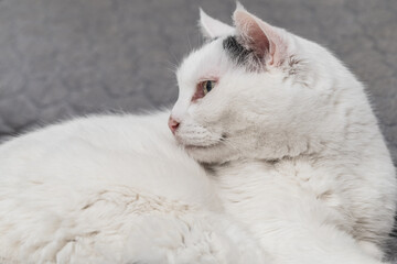 Obraz premium Profile of a white cat lying on a bed.