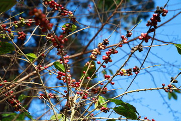 An Arabica coffee plant with raw green berries on an organic farm. Unripe coffee beans on the coffee plant on a bright sky background . This fruit is often referred to as coffee cherry, Coffee bean
