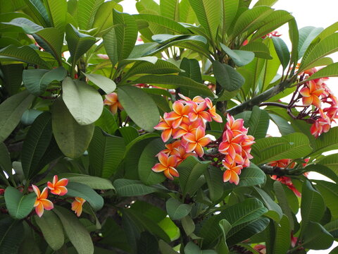 Frangipani Plumeria ruba has large, yellow-orange flowers with a fruity fragrance and slightly glossy leaves. Plumeris robra forma acuminata has bright orange flowers blooming on tree. Deciduous tree,