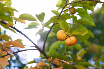 Orange persimmon ripens on a green tree against a sunny sky