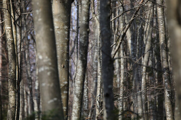 background of many leafless trees in winter in the mountains