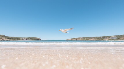 Seagull flying over beach, clear sky, coastal view, summer vacation