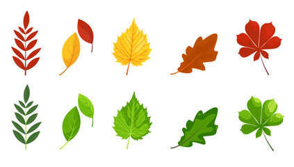 Set of autumn and summer leaves from different trees, oak, maple, chestnut, birch. Simple, green, yellow, red, orange set of autumn and summer leaves for template, banner, sticker, postcard.