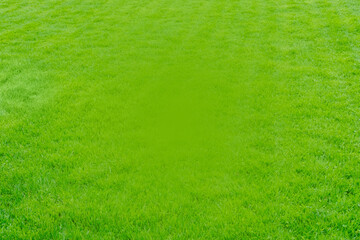 Neutral abstract background, green lawn grass texture