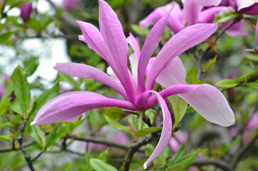 Pink-purple magnolia  'Randy' blooming flowers in spring. Closeup photo outdoors. Planting magnolia tree concept.Free copy space