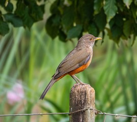 Turdus bird on a fence post