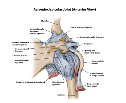 Acromioclavicular Joint (Anterior View) 