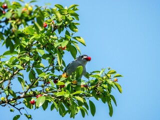 Bird with cherry on green branch