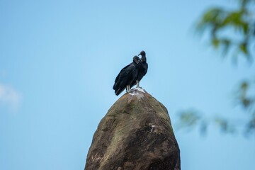 Vultures on a rock peak