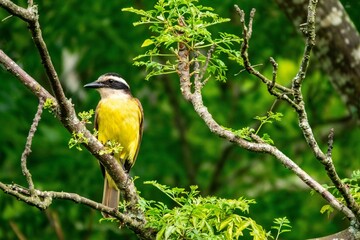 Fototapeta premium Yellow Bem-te-vi bird on a green branch
