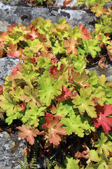 Big-root Cranesbill leaves in autumn colours, Derbyshire England
