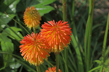 Red-hot poker blooms covered in water drops, Derbyshire England

