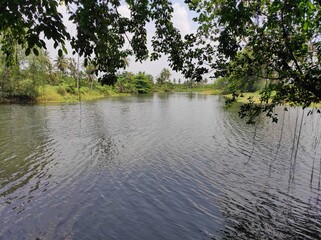 Serene Lake View with Lush Green Trees