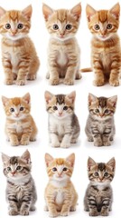 Multiple kittens of various colors and patterns sit in a grid arrangement showcasing their playful expressions and fluffy fur