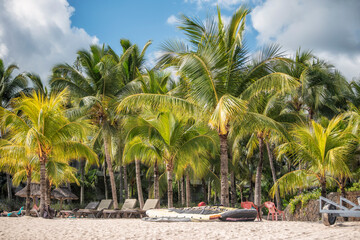 A beach covered with majestic palm trees in Mauritius