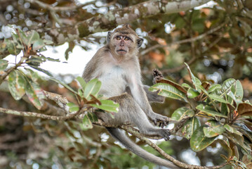 Curious monkey in a tree in Maurituas