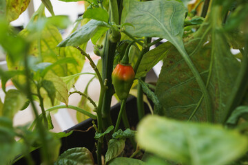 Fototapeta premium Fresh green to red chili hanging from the plant