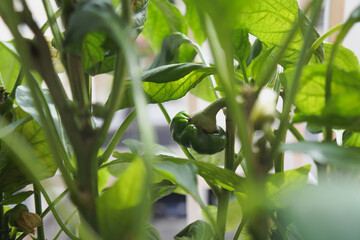 Young green pepper – growing season