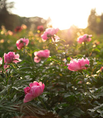 Pink peony flowers in the garden close up