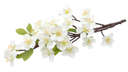 Blooming apple tree branch with delicate white flowers on transparent background