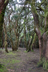 Tropical Mountains in Anaga Rural Park, Tenerife, Canary Islands