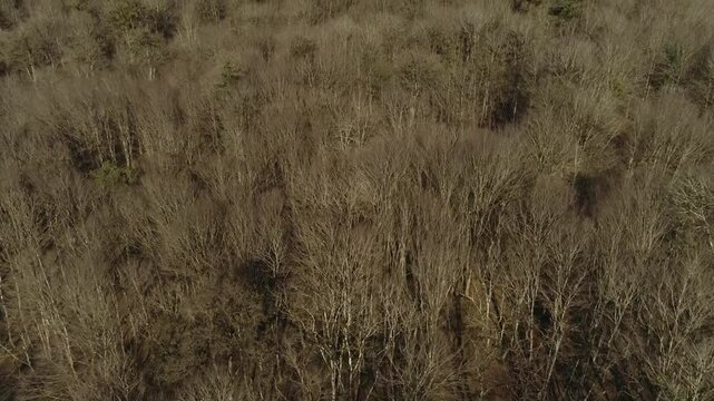 winter in jungle