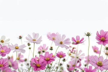 Daisy flowers asteraceae outdoors blossom.