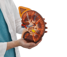 Medical anatomical model of kidney in doctor's hands, isolated on transparent background with PNG file. Human kidney health