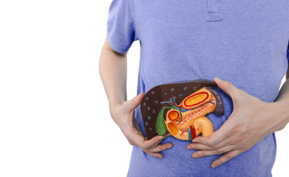 Human liver health. Gastroenterologist is holding in hands medical anatomical model of liver, gallbladder and pancreas, isolated on transparent background with PNG file