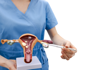 Medical anatomical model of female uterus in doctor's hands isolated on transparent background with PNG file. Gynecology, women's health concept