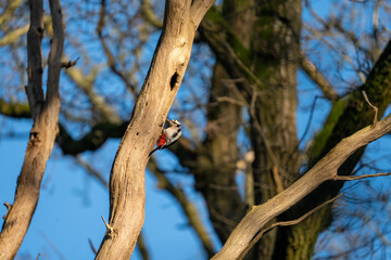 Fototapeta premium Great spotted woodpecker female on tree