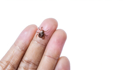 Obraz premium macro close-up of a brown tick on human fingertip, detailed view of small parasite and disease-carrying insect on isolated white background 