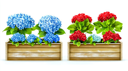 Fototapeta premium 4 different wooden flower boxes with hydrangea flowers, blue and red hydrangeas in each box, white background