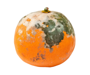 moldy orange with patches of green and white mold, spoiled citrus fruit with decayed texture and fungal growth, decomposing produce with visible deterioration, on isolated background
