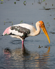 Colored stork in the water searching for food